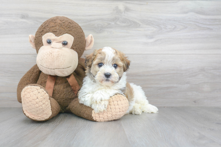 Havanese Pup Being Cute