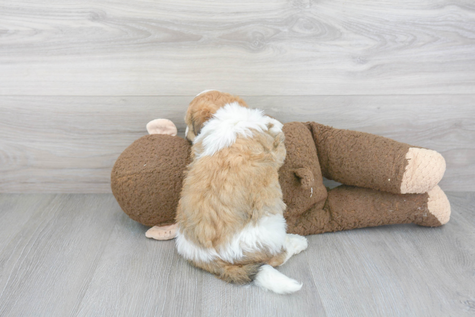 Playful Havanese Purebred Pup