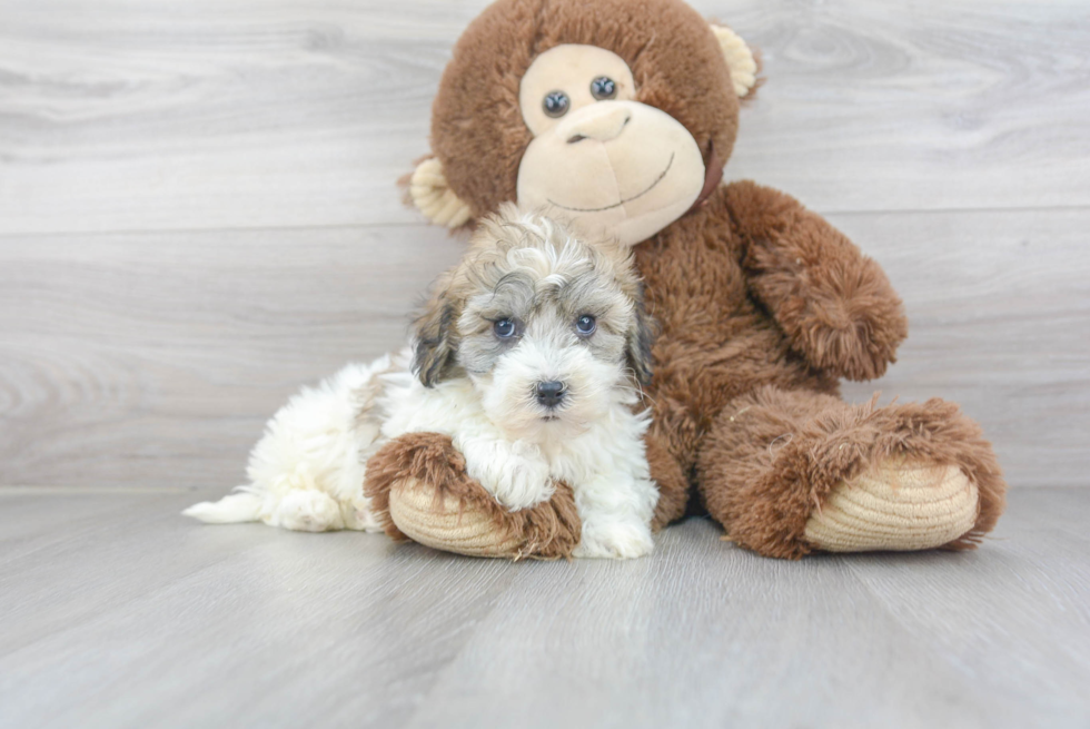 Energetic Havanese Purebred Puppy