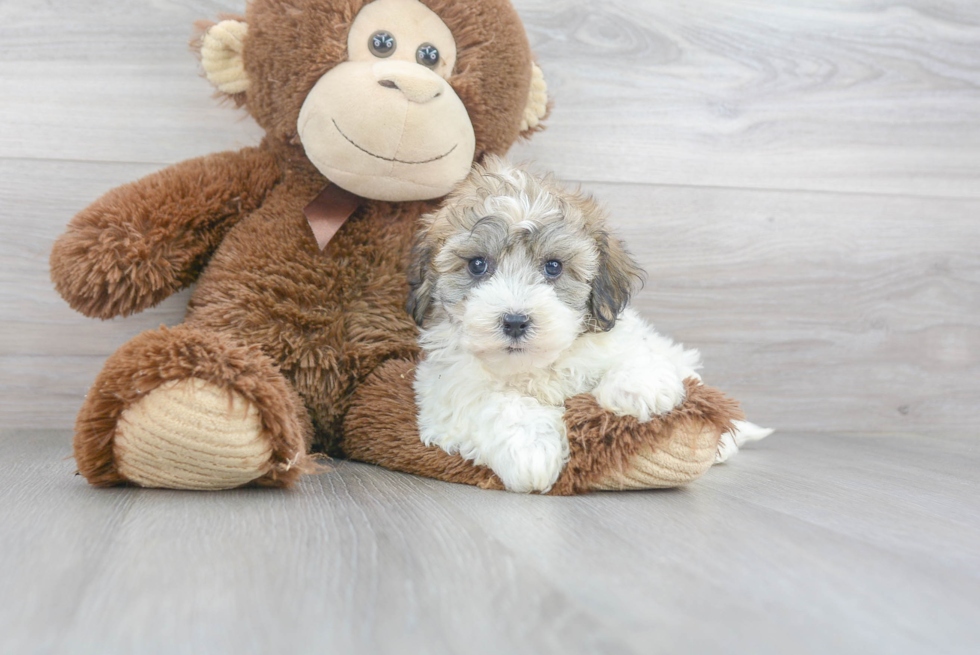 Smart Havanese Purebred Puppy