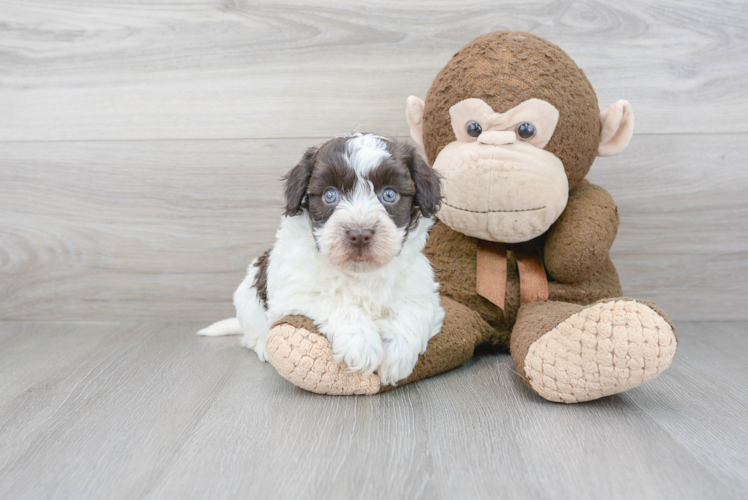 Havanese Pup Being Cute