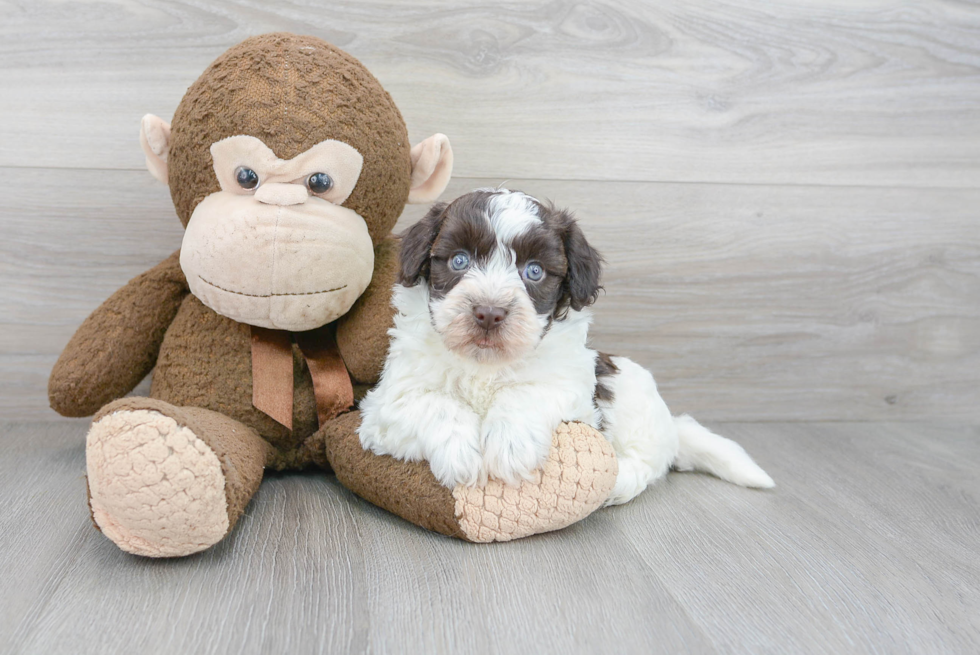 Akc Registered Havanese Purebred Pup