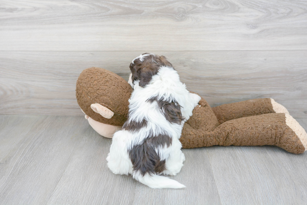 Best Havanese Baby