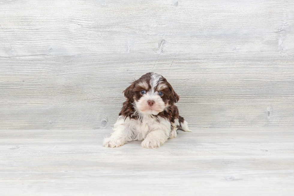 Havanese Pup Being Cute