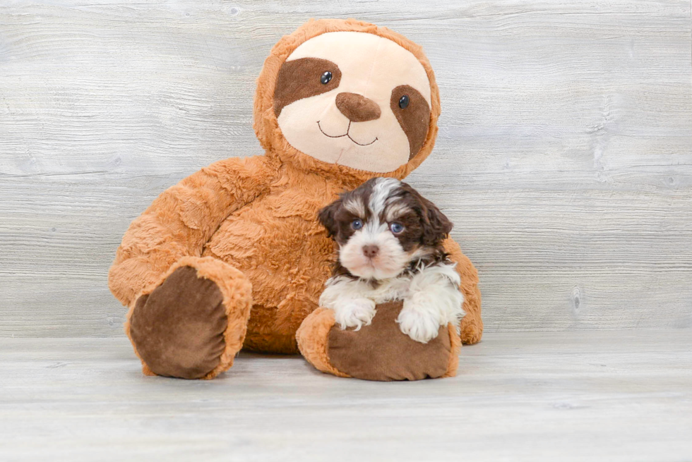 Akc Registered Havanese Baby