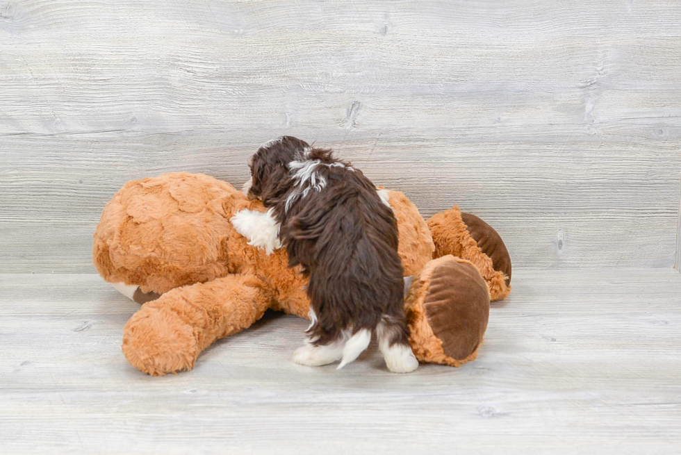 Fluffy Havanese Purebred Puppy