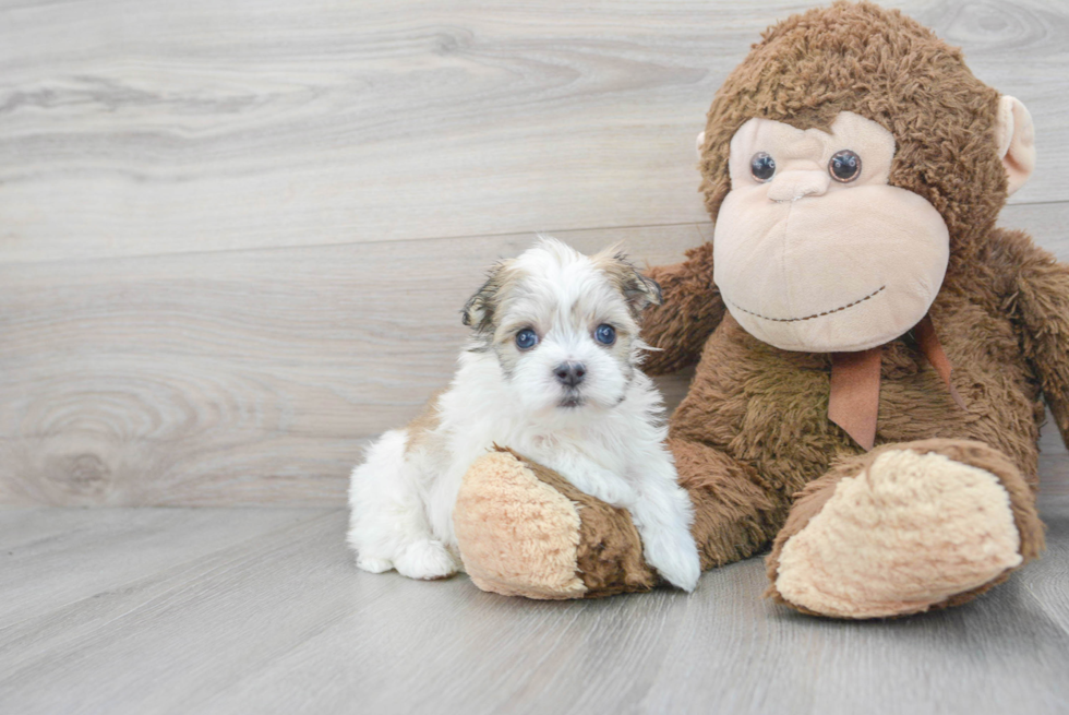 Popular Havanese Baby