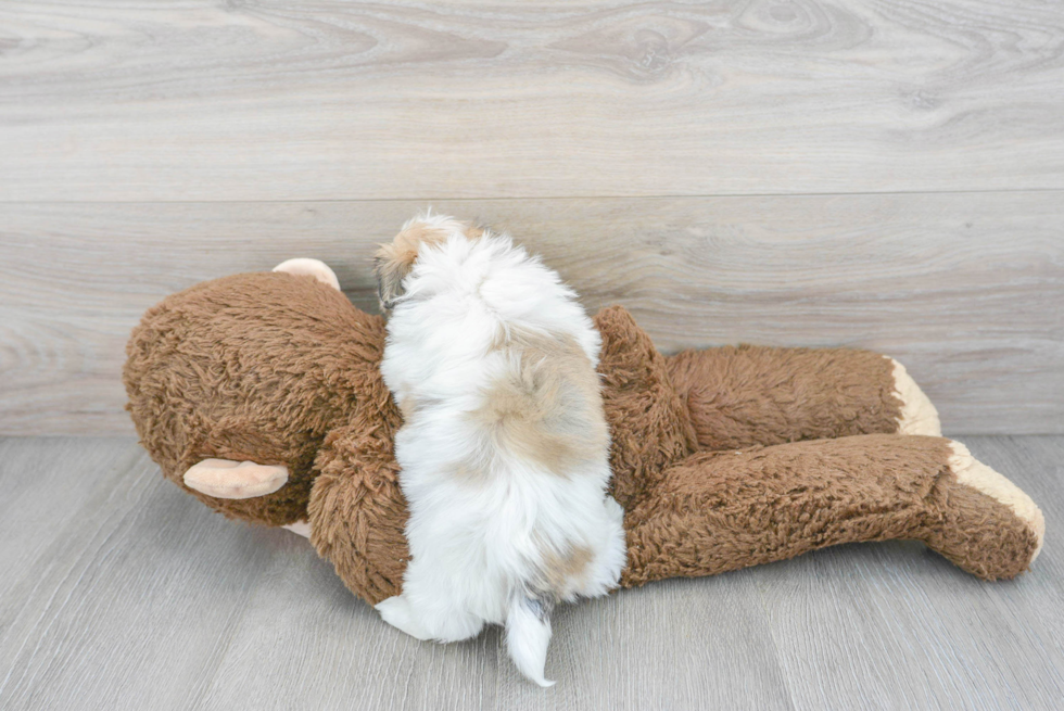 Best Havanese Baby