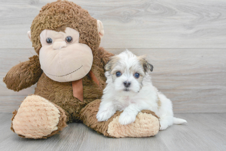 Havanese Pup Being Cute