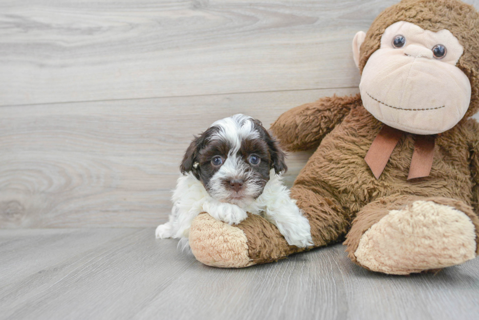 Little Havanese Baby