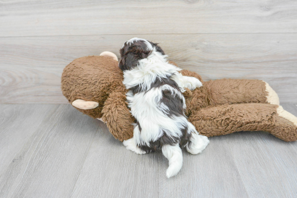 Fluffy Havanese Purebred Puppy