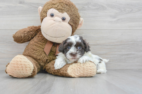 Havanese Pup Being Cute