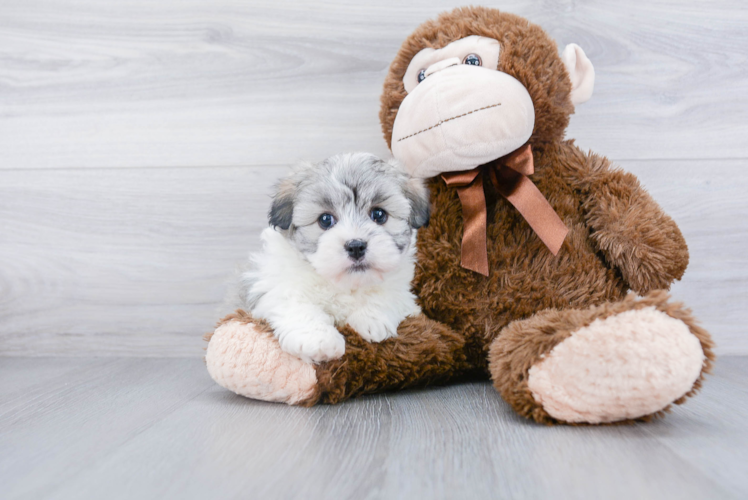 Best Havanese Baby