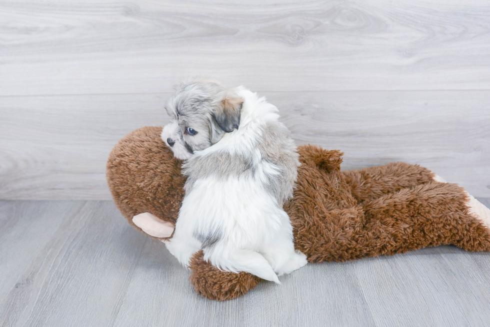 Friendly Havanese Baby