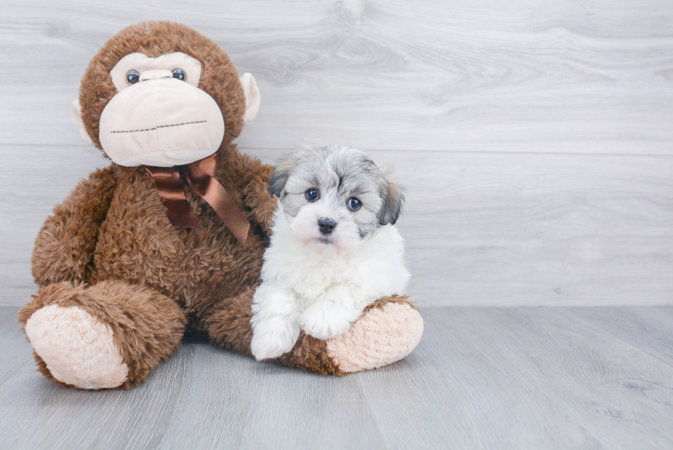 Best Havanese Baby