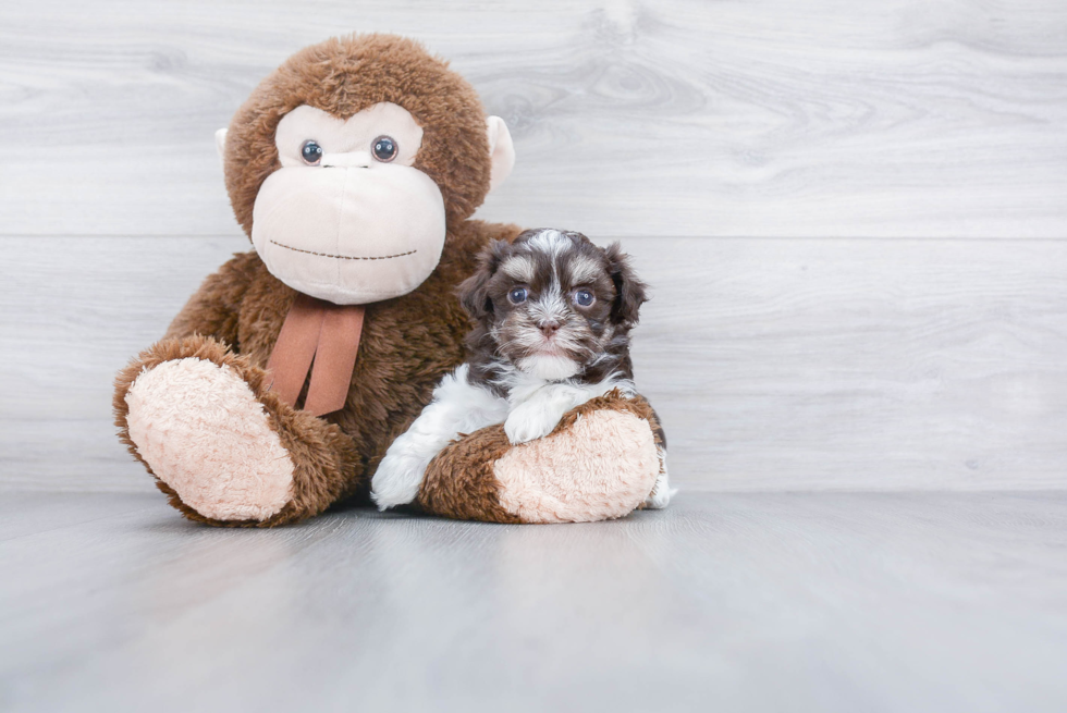 Petite Havanese Purebred Puppy