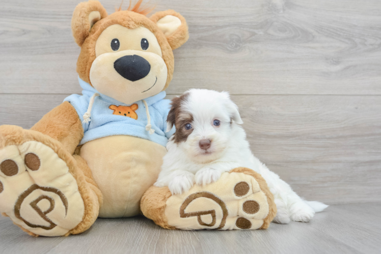 Hypoallergenic Havanese Purebred Pup