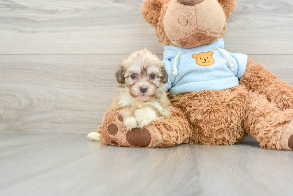 Adorable Havanese Cuban Bichon Purebred Puppy