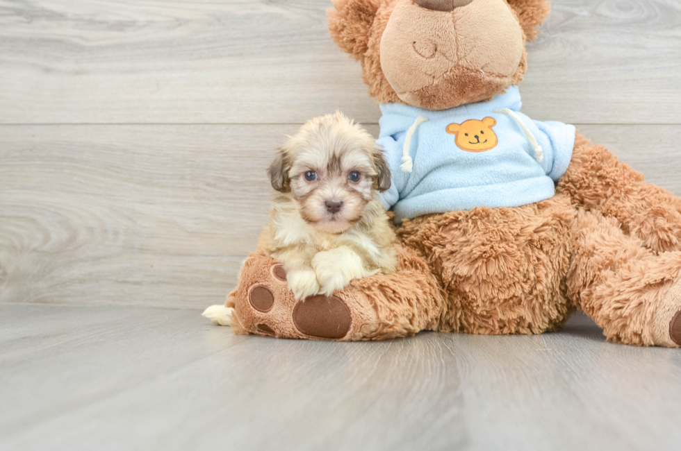 6 week old Havanese Puppy For Sale - Premier Pups