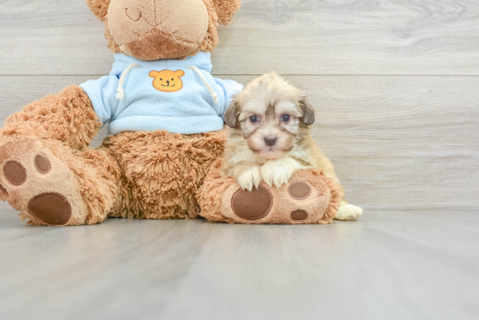 Sweet Bichon Habanero Purebred Puppy