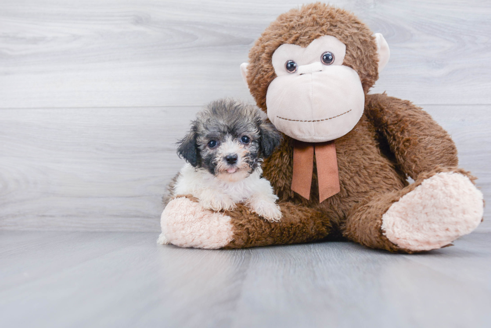 Best Havanese Baby