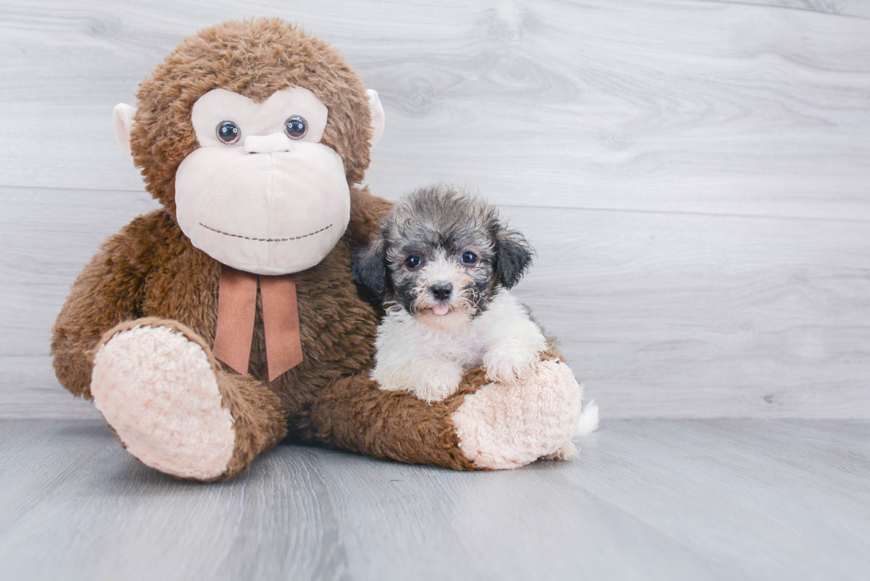 Best Havanese Baby