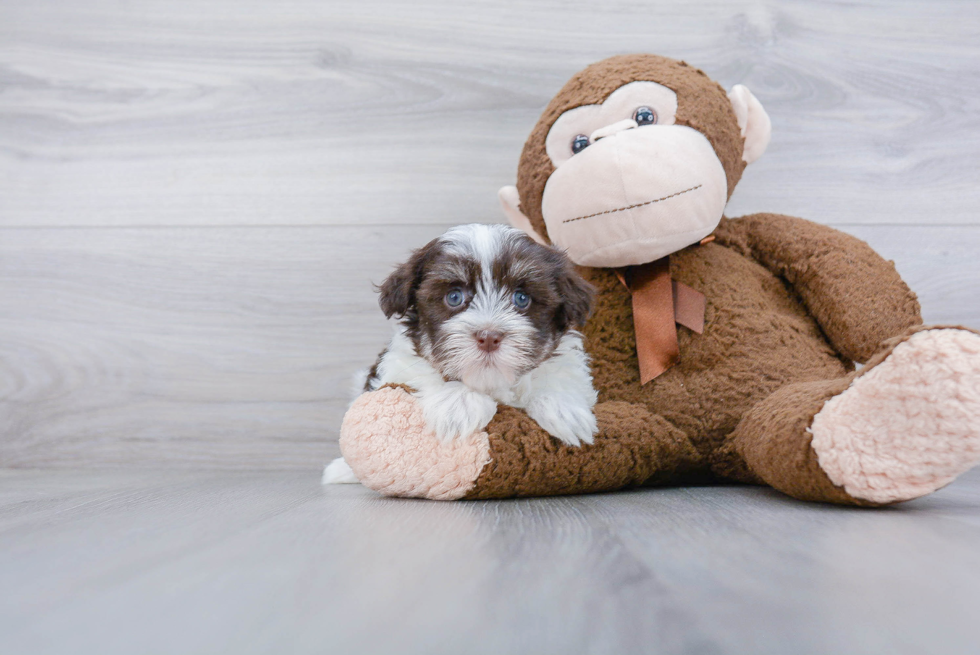 Funny Havanese Purebred Pup