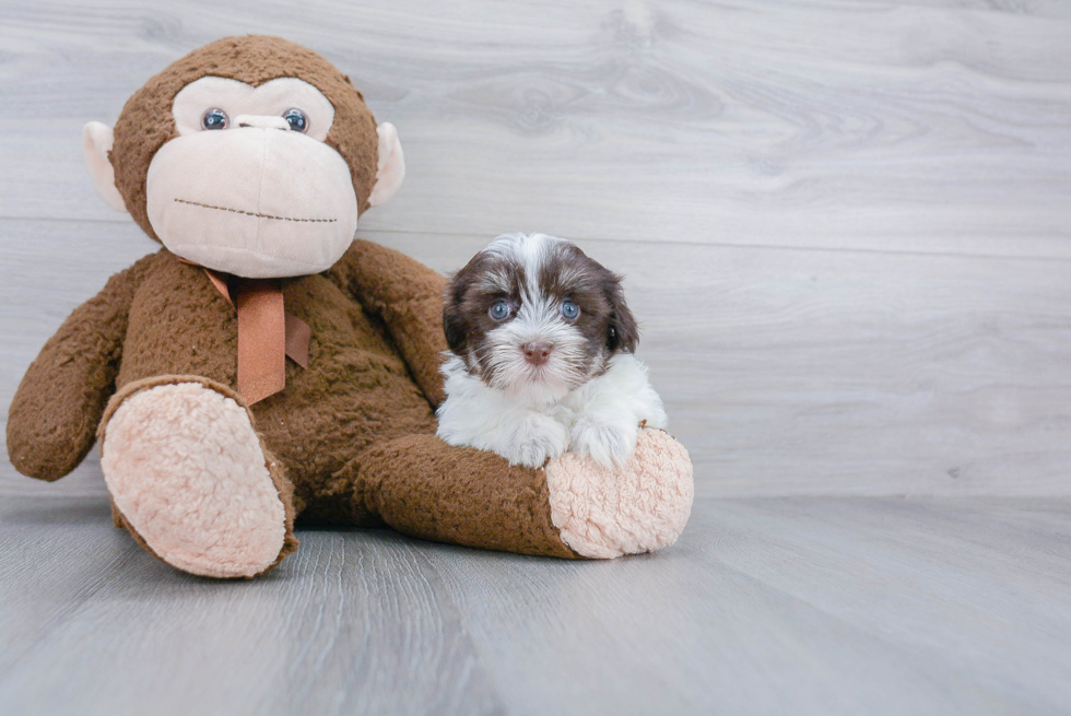 Popular Havanese Baby