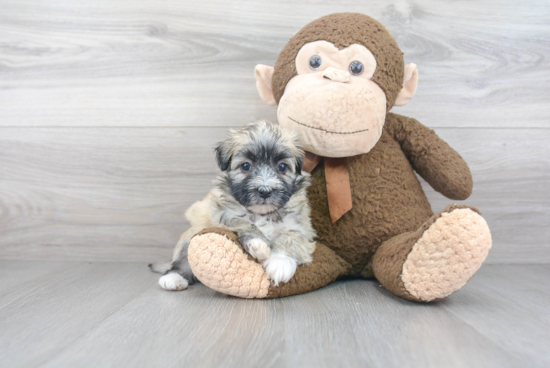 Friendly Havanese Baby