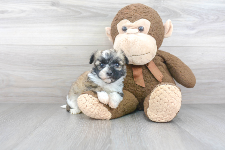 Havanese Pup Being Cute