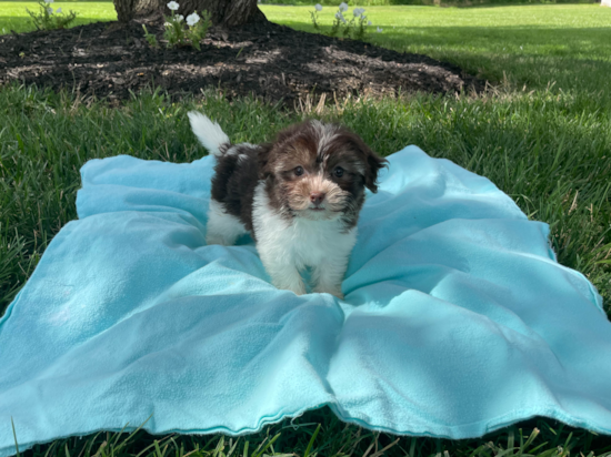 Petite Havanese Purebred Puppy