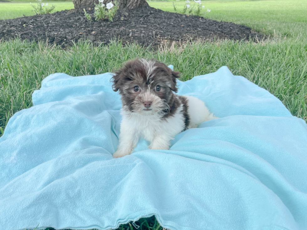 Little Havanese Baby