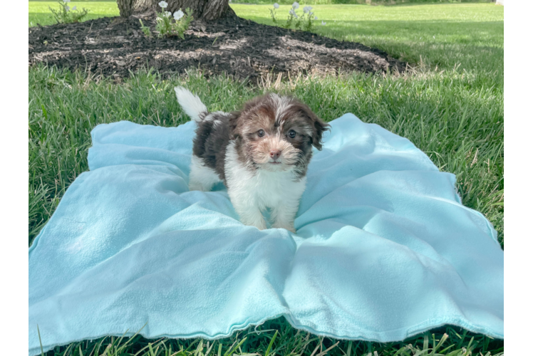 Small Havanese Purebred Pup