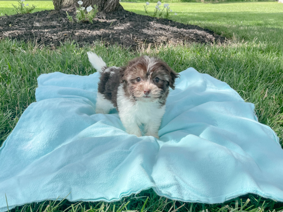 Small Havanese Purebred Pup