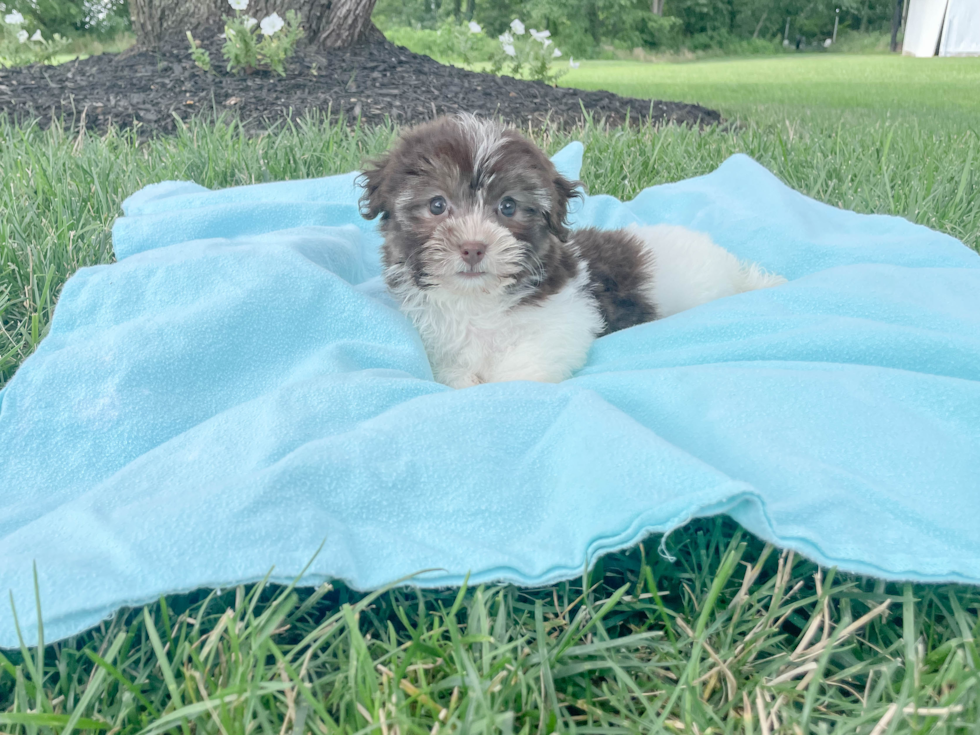 Smart Havanese Purebred Puppy