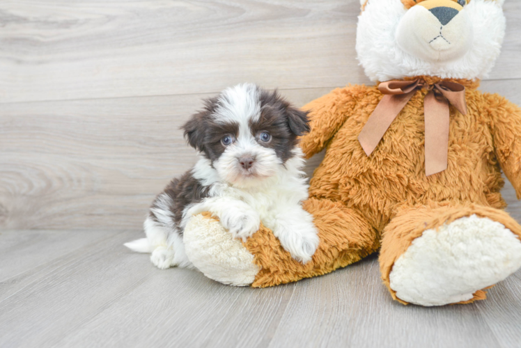 Adorable Havanese Purebred Puppy