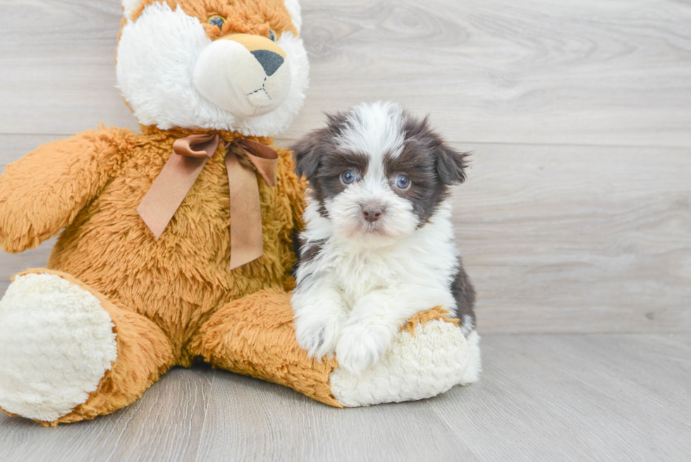 Sweet Havanese Purebred Puppy