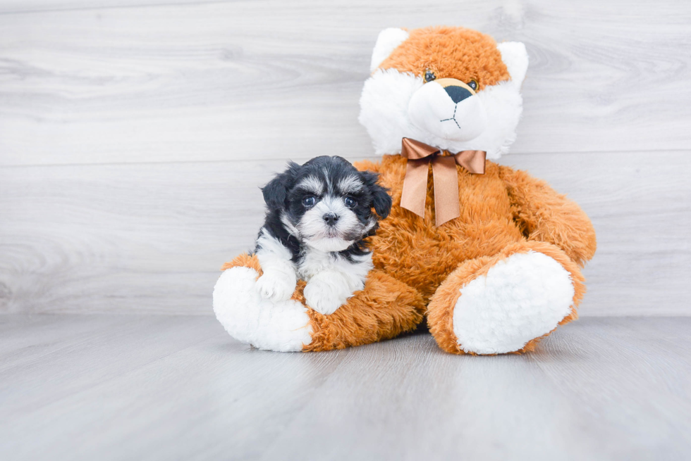 Friendly Havanese Purebred Pup