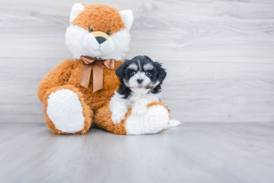 Havanese Pup Being Cute