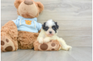 Havanese Puppy for Adoption