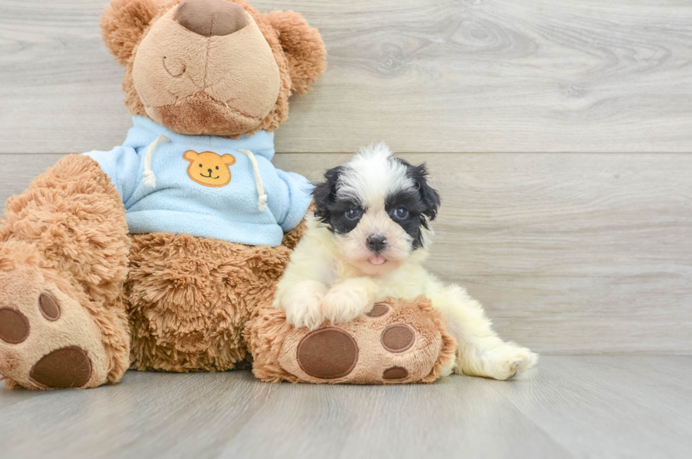 6 week old Havanese Puppy For Sale - Premier Pups