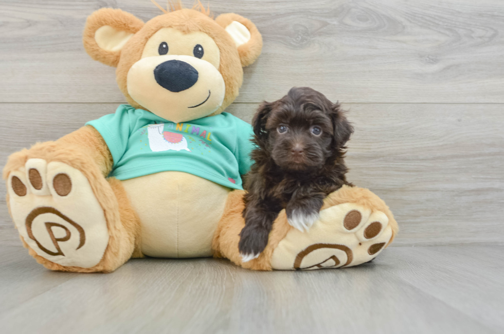 6 week old Havanese Puppy For Sale - Premier Pups