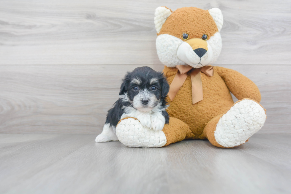 Akc Registered Havanese Purebred Pup