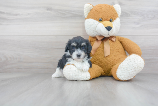 Akc Registered Havanese Purebred Pup