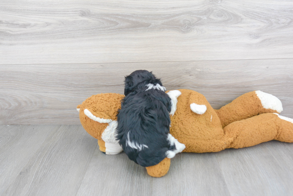 Playful Havanese Baby