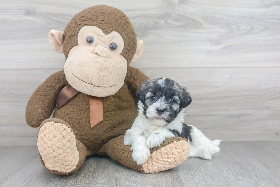 Adorable Havanese Purebred Puppy