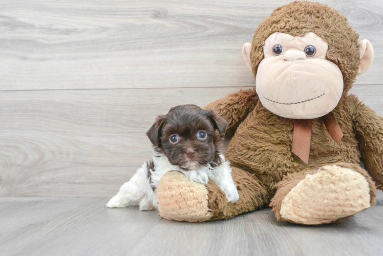 Popular Havanese Baby