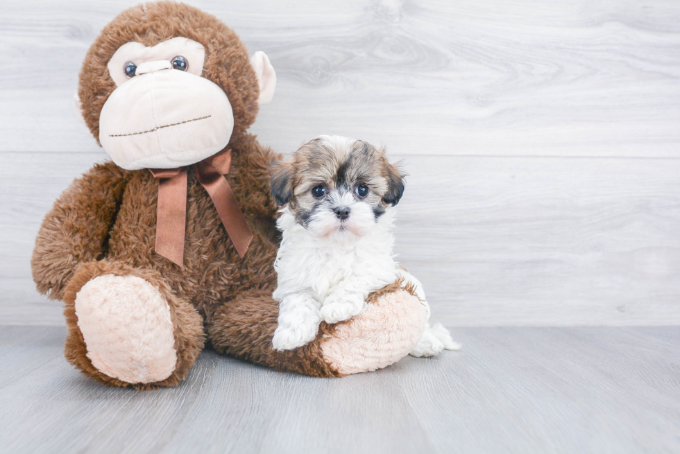 Havanese Pup Being Cute