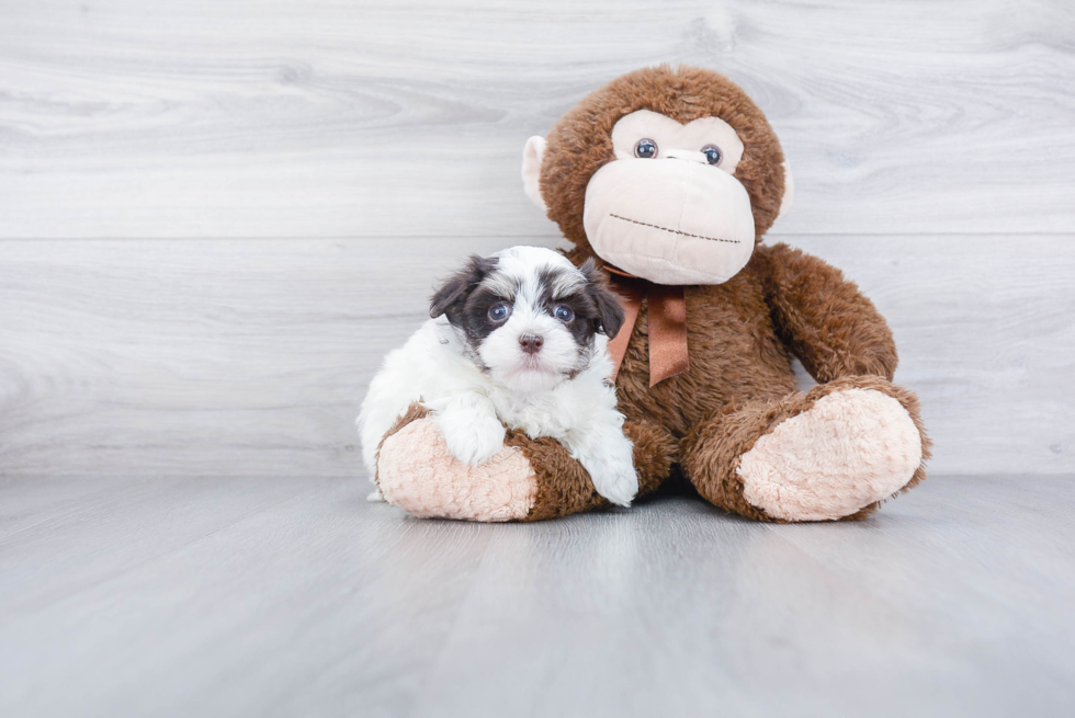 Funny Havanese Baby