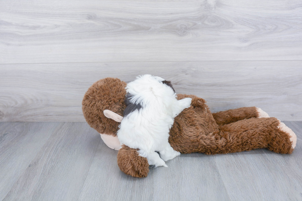 Havanese Pup Being Cute